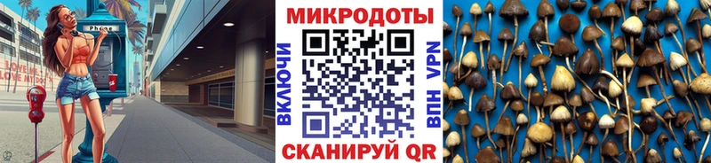 наркота  Николаевск-на-Амуре  Галлюциногенные грибы Psilocybine cubensis 